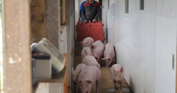 AHDB provides new online guidance on moving and handling pigs AHDB handling