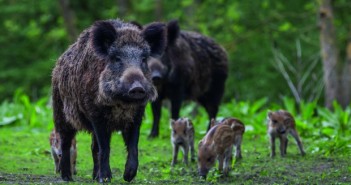 Germany receives ‘positive signals’ about a resumption of Asian pork exports wild boar