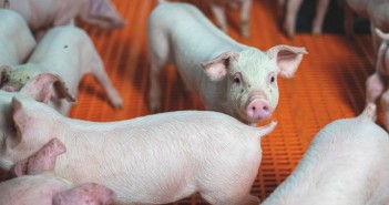 The circular route to sustainable pig diets Bennetts Piglets10
