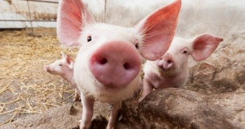 Azelis partners with Perstorp to bring new animal nutrition products to UK market GettyImages-177819790-10.14.34-e1529517798869-698x336