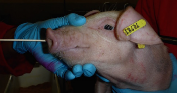 Interactive map tracking swine flu across Europe launched by Ceva swine flu