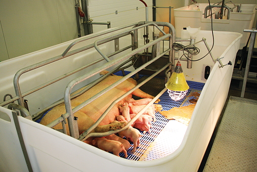 A sow and her litter in one of the HyCare concept’s moveable pens in the Farrowing Room