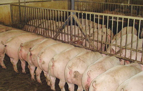 Finishers on restrict feeding standing in a neat row