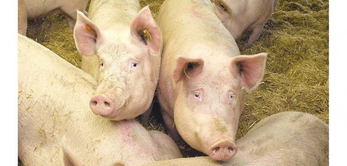 Defra figures highlight sow herd contraction as crisis takes its toll