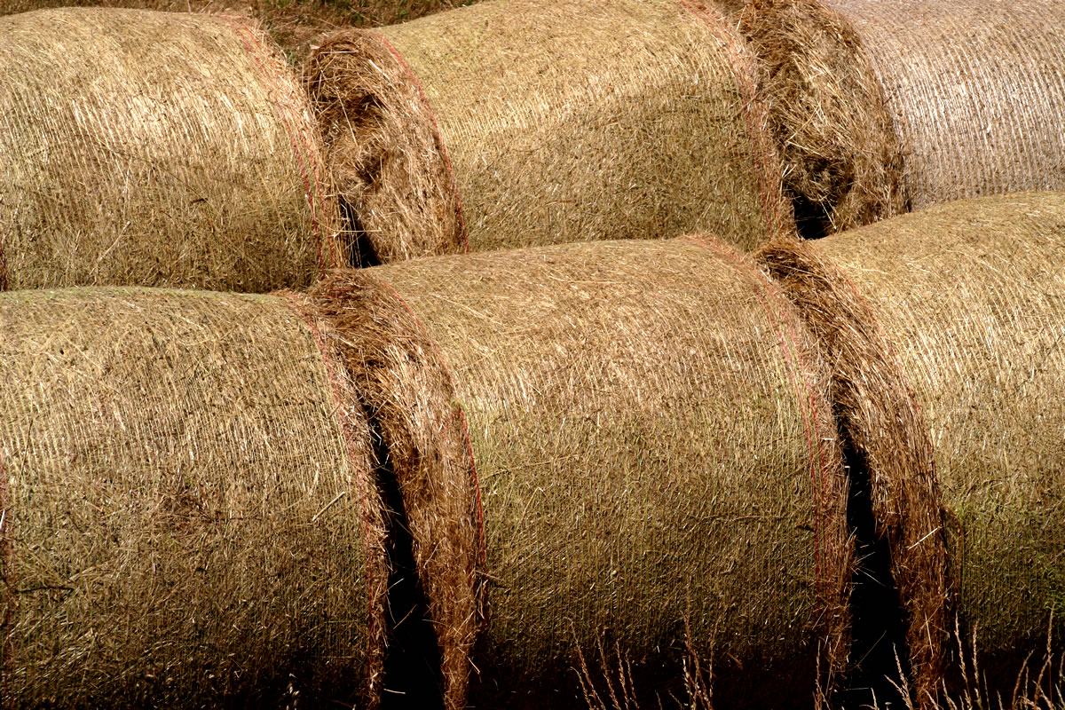 Straw prices for the week ending April 7, 2024 Pig World
