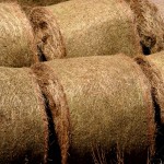 Straw prices for the week ending May 29, 2022 Straw Prices