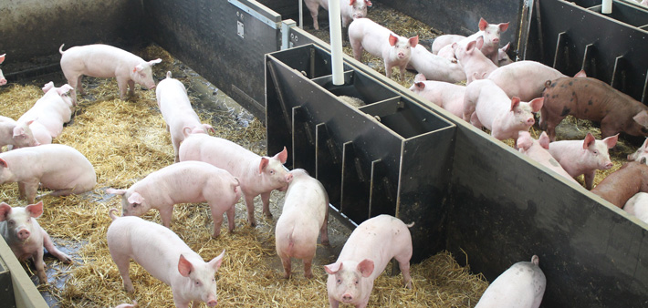 Precision farming for the pig sector Pig World