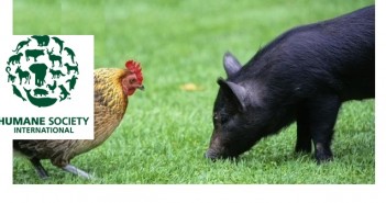 Others urged to follow Austria’s lead on animal welfare HSI Austria