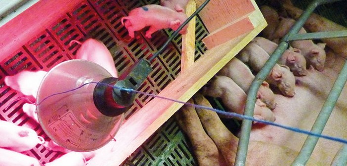 Farrowing house management – it’s all in the detail | Pig World