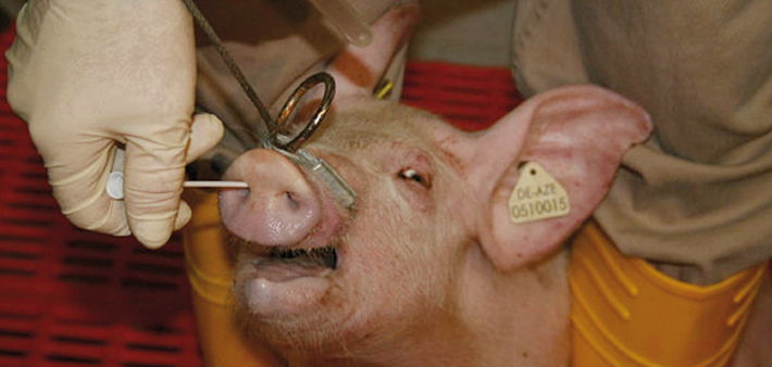 The importance of monitoring for swine flu | Pig World