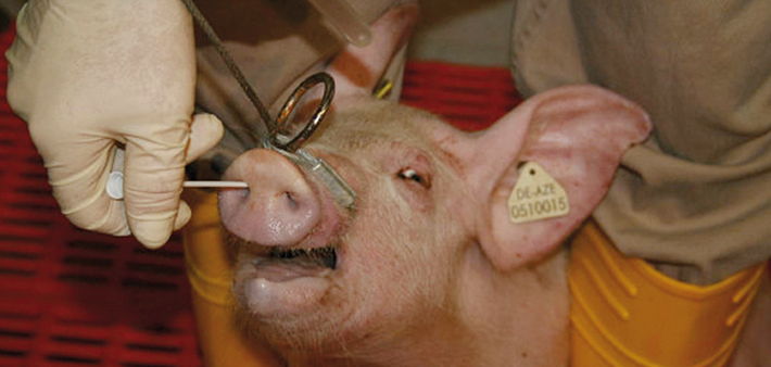 The importance of monitoring for swine flu | Pig World The importance of monitoring for swine flu | Pig World