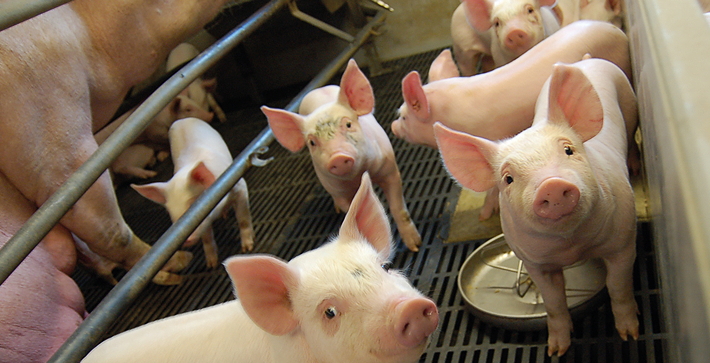 Geneconverter 900 progeny at JSR’s Haywold unit are half a kilo heavier at weaning than the previous sire line