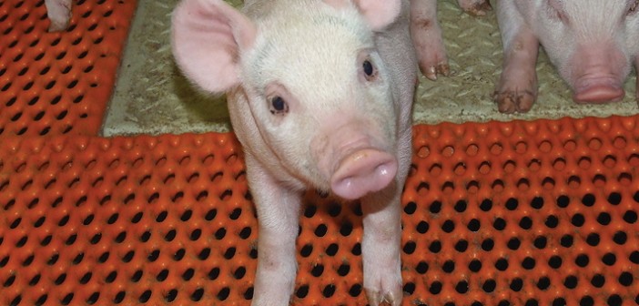 Two parallel systems of production may be required, with pigs produced antibiotic-free being moved across to conventional production if antibiotic treatment is required
