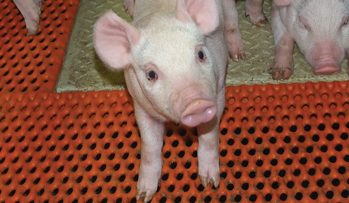 Two parallel systems of production may be required, with pigs produced antibiotic-free being moved across to conventional production if antibiotic treatment is required