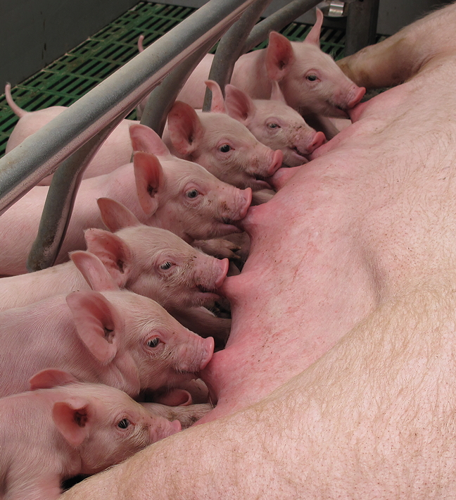 Potential for large litters is there, but UK producers just need to focus on other aspects not just prolificacy