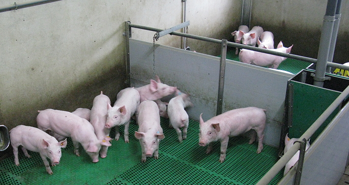 Weaners on the unit are housed in small, litter-sized groups 