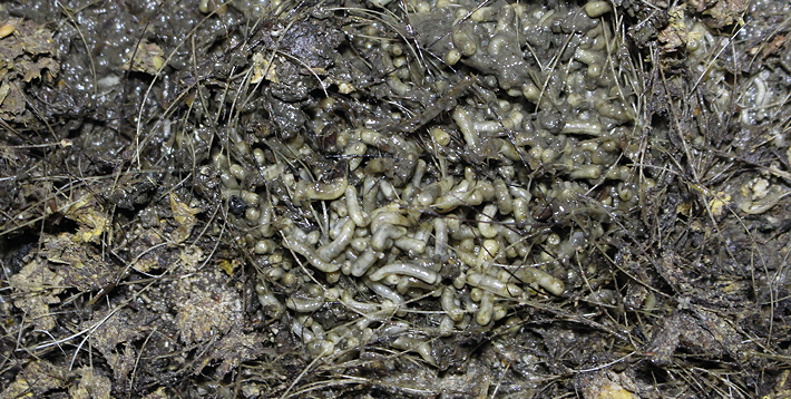 If flies are a problem in your pig accommodation, maggots will be found in the top few centimetres of slurry under the slats