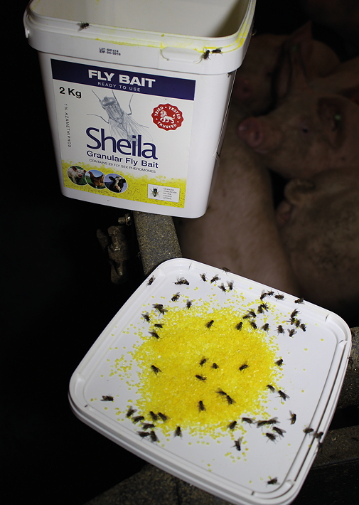 Lodi’s Sheila attracts flies to help with identification, as well as providing a quick and efficient kill when used as a bait