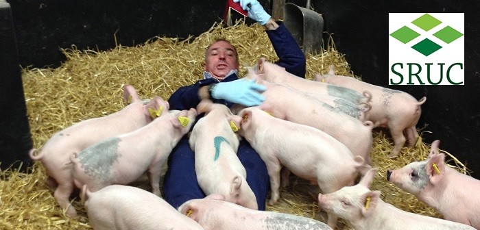 SRUC playtime for pigs Aug 2