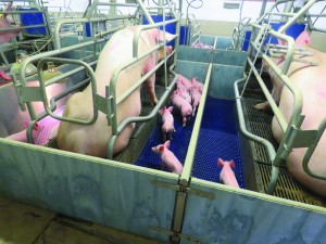 The farrowing accommodation featuring rise  -and-fall crates