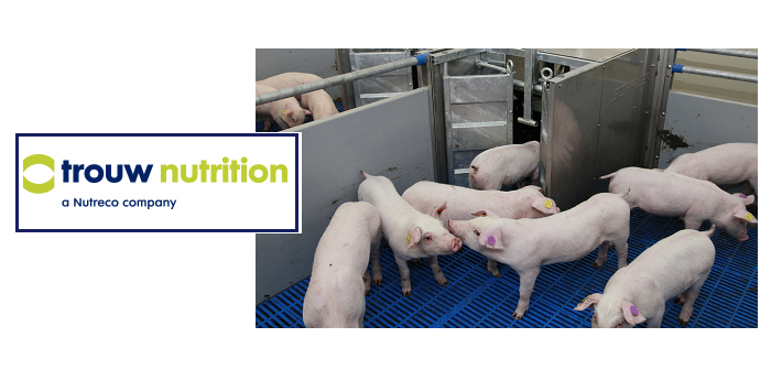 Trouw seeks accelerated technology transfer for animal nutrition products Trouw pigs Netherlands