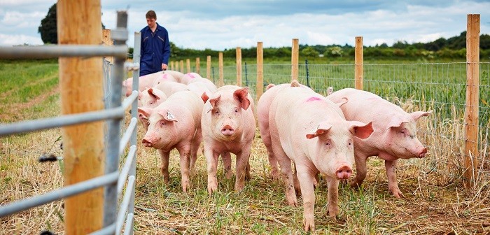 University of Leeds pig farm2