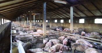 LA-MRSA and the pig industry – sorting fact from fiction shutterstock_78789424