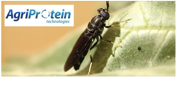AgriProtein insects Nov 29
