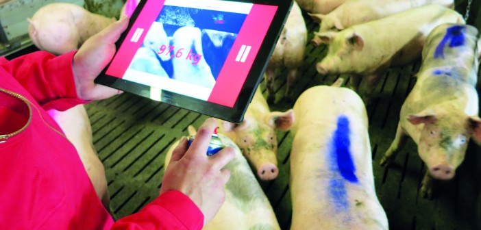 Piggy Check, gold medal-winning software at this year’s EuroTier, assesses liveweight from a smartphone or tablet
