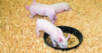 Get the correct feeding programme and watch your pigs pile on the weight shutterstock_37250218