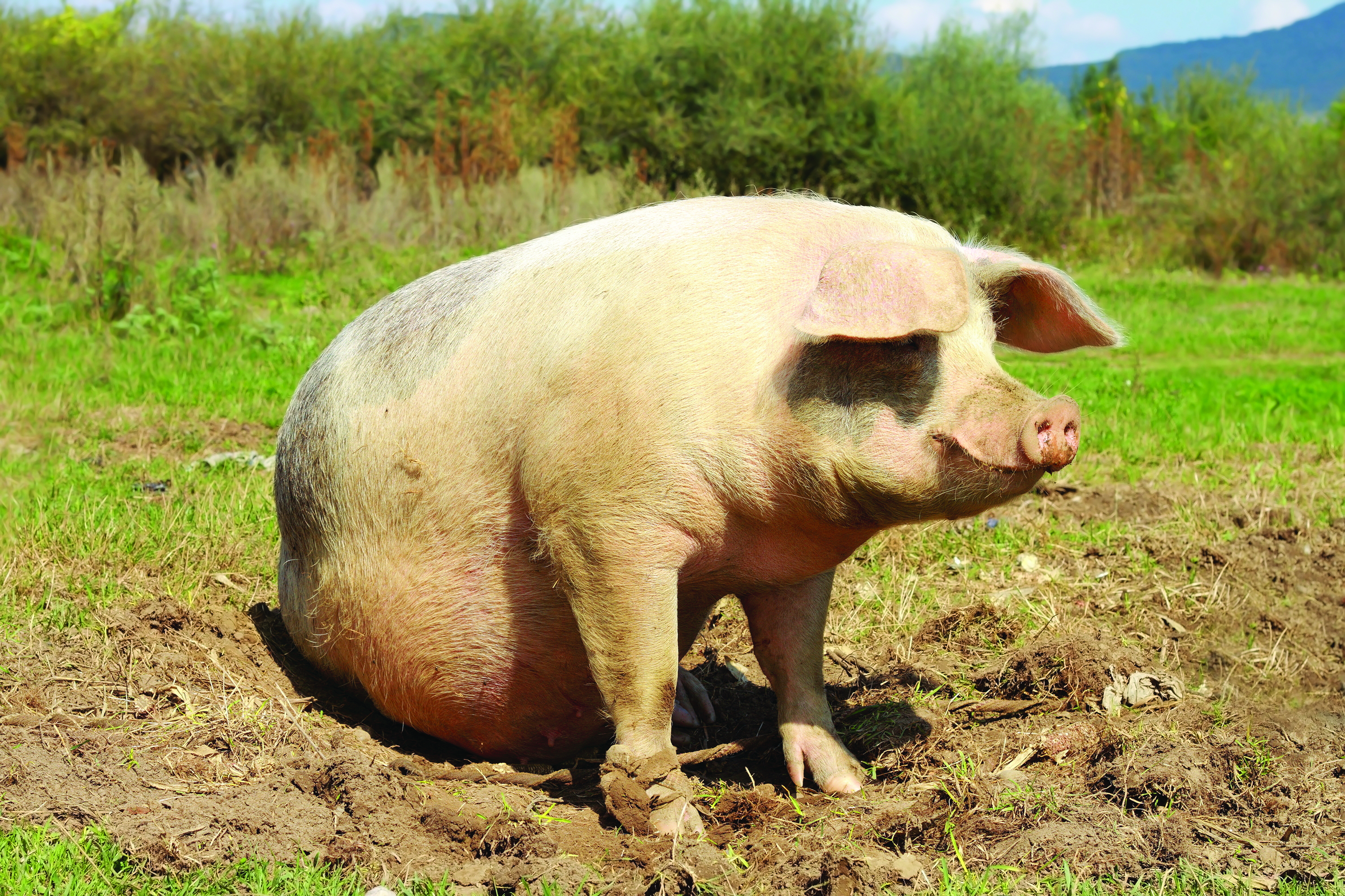 Highlighting the differences – how UK welfare standards compare with our  competitors | Pig World