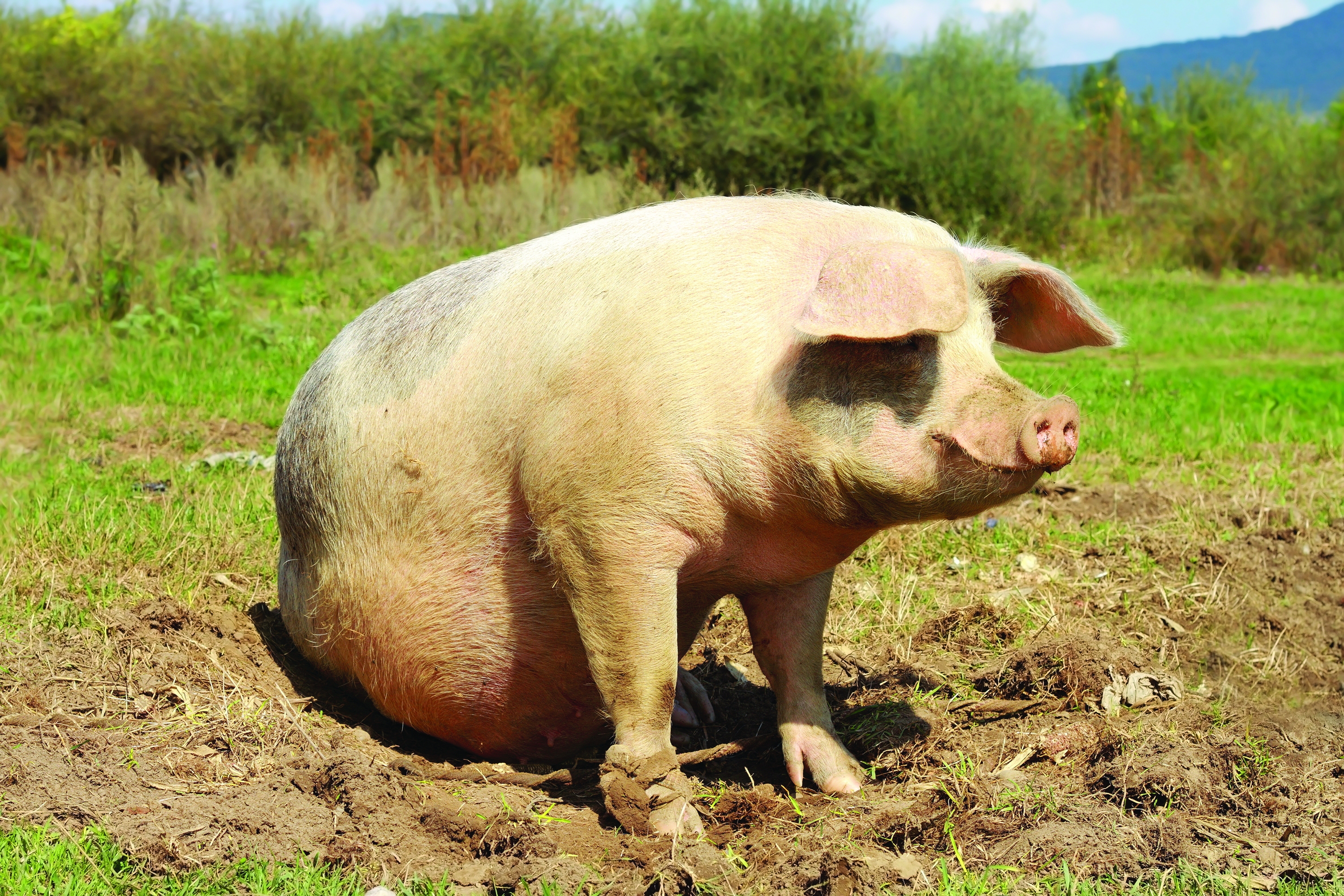 Highlighting the differences – how UK welfare standards compare with our competitors | Pig World Highlighting the differences – how UK welfare standards compare with our competitors | Pig World