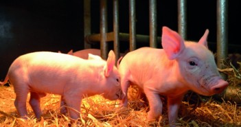 Roslin Institute and Genus join forces to produce gene-edited pigs resistant to PRRS Roslin Pigs_2