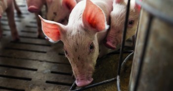 Use of Processed Animal Protein in pig and poultry feed formally approved in the EU pigs feeding