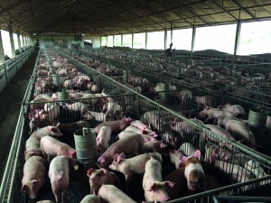 Campaigners claim UK farms are becoming more like huge US farms