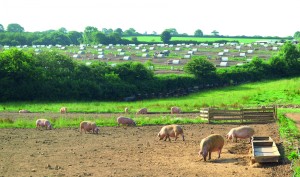 The UK is unique in the diversity of its pig production systems