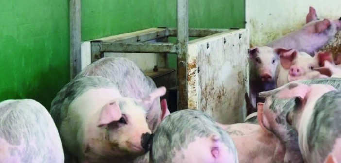 An in-pen weigher, a hot topic at the Pigs 2022 conference