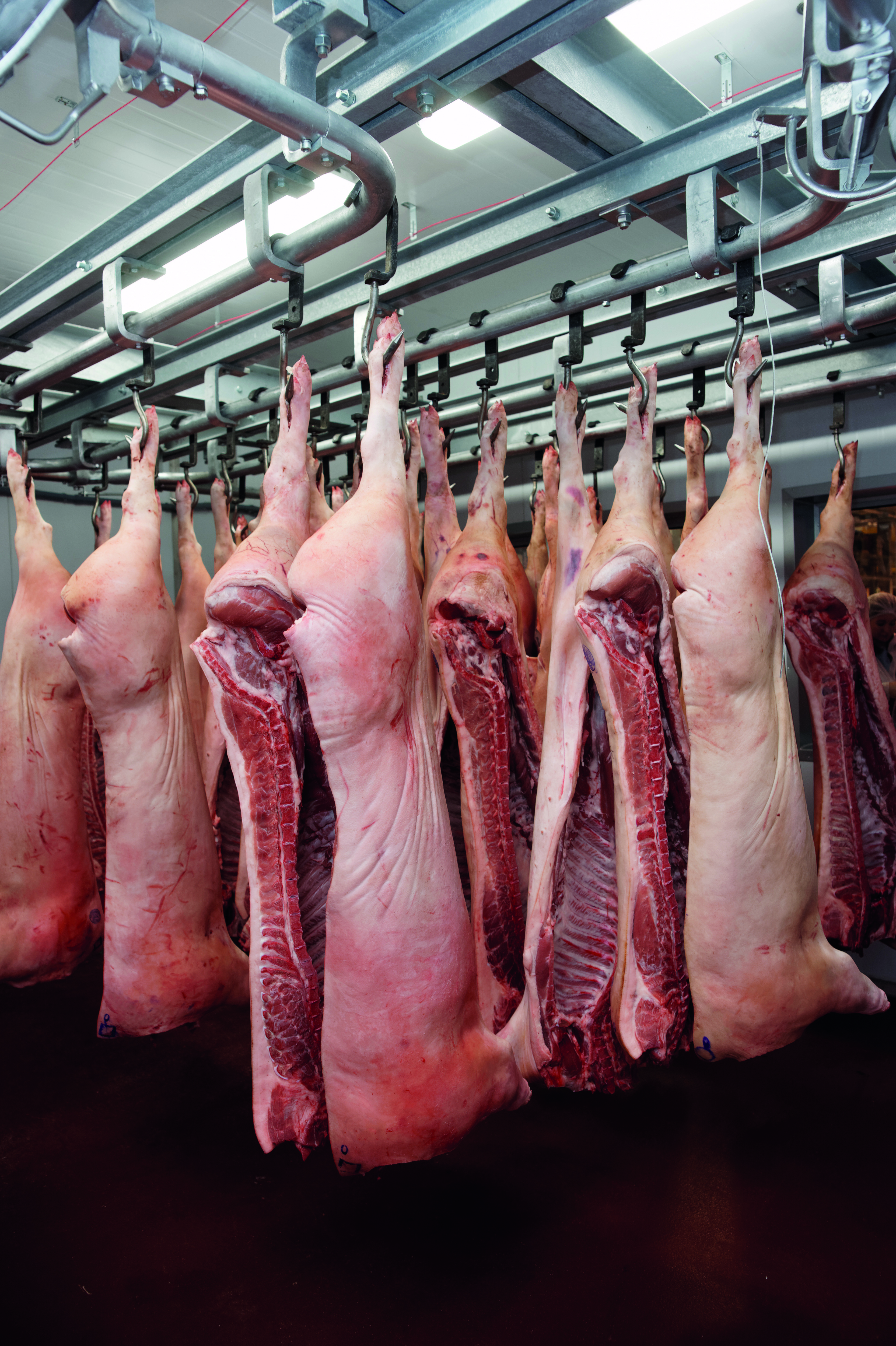 разрезанный поросенок. холодильник с тушами свиней. разрезанный поросенок. разрезанный поросенок. свинья.