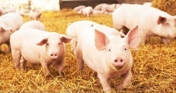 Water’s key role and the need for new tank design pigs on straw