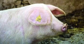AHDB Pork: How research and sharing knowledge will accelerate innovation shutterstock_579448429