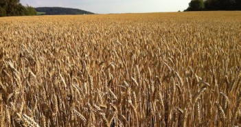 Wheat price reaches new highs, following India export ban wheat