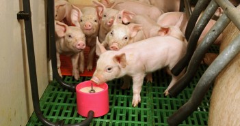 Supplementing sows’ milk in situ boosts litter weaning weight Cargill Rescuecup system in action. Picture: Richard Doughty Photography