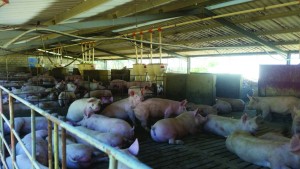 Pigs are housed indoors in South Africa, mainly on slatted floors