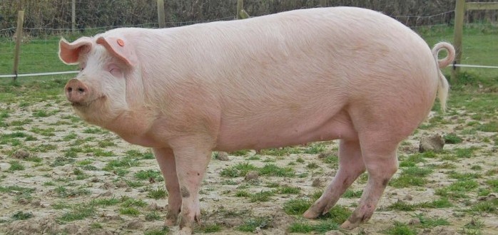 British Landrace and British Lop breeds in danger of extinction - Pig World