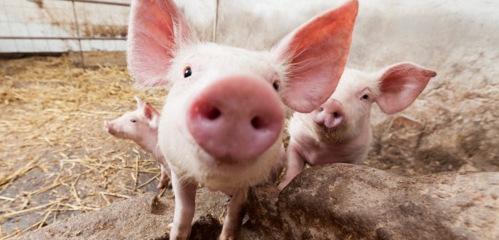 Piglet on pig farm staring into camera