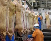 EU pig slaughter levels remain stable