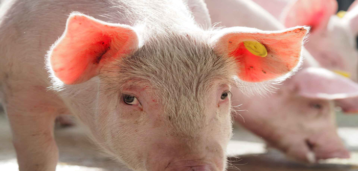 Pig looking close up