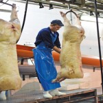 Pig industry heading towards crisis as staff shortages bite – NPA abattoir workers 3