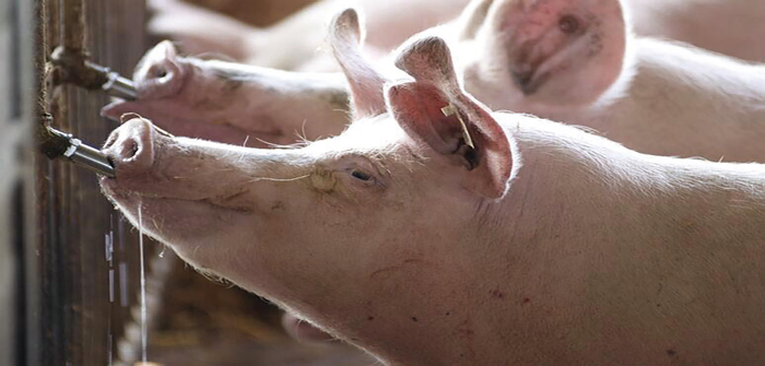 Pig Swine Livestock Stainless Steel Waterer Drinkers Nipples Water Drinking...