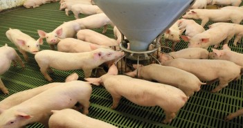The cost of producing pigs remains high